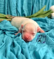 Bentley, a male Miniature Schnauzer for sale in Bristol, VA – Photo 6 of 10