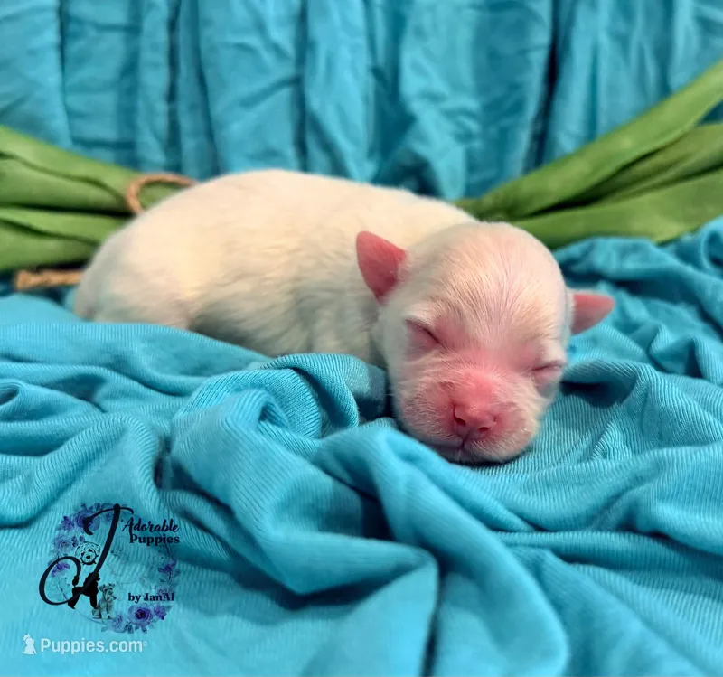 Bentley, a male Miniature Schnauzer for sale in Bristol, VA – Photo 1 of 10