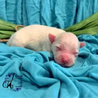 Bentley, a male Miniature Schnauzer for sale in Bristol, VA – Photo 1 of 10