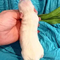 Bentley, a male Miniature Schnauzer for sale in Bristol, VA – Photo 8 of 10