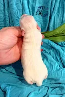 Bentley, a male Miniature Schnauzer for sale in Bristol, VA – Photo 8 of 10