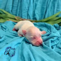 Bentley, a male Miniature Schnauzer for sale in Bristol, VA – Photo 7 of 10