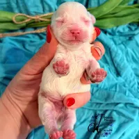 Bentley, a male Miniature Schnauzer for sale in Bristol, VA – Photo 5 of 10