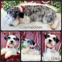 Bentley, a male Miniature Schnauzer for sale in Bristol, VA – Photo 10 of 10