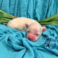 Bentley, a male Miniature Schnauzer for sale in Bristol, VA – Photo 3 of 10