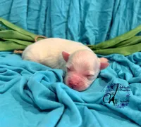 Bentley, a male Miniature Schnauzer for sale in Bristol, VA – Photo 3 of 10