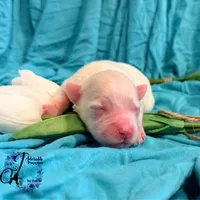 Bentley, a male Miniature Schnauzer for sale in Bristol, VA – Photo 2 of 10