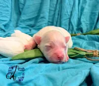 Bentley, a male Miniature Schnauzer for sale in Bristol, VA – Photo 2 of 10