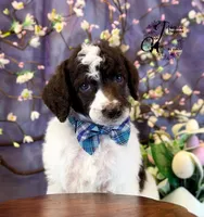 Noble, a male Poodle - Standard  for sale in Bristol, VA – Photo 2 of 10