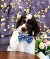 Noble, a male Poodle - Standard  for sale in Bristol, VA – Photo 8 of 10