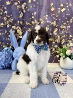 Noble, a male Poodle - Standard  for sale in Bristol, VA – Photo 7 of 10