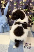 Noble, a male Poodle - Standard  for sale in Bristol, VA – Photo 3 of 10