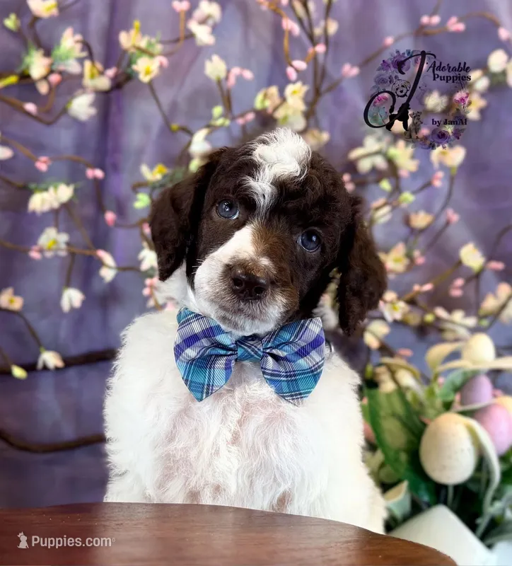 Noble – Poodle - Standard  puppy for sale in Bristol, VA