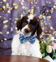 Noble, a male Poodle - Standard  for sale in Bristol, VA – Photo 1 of 10