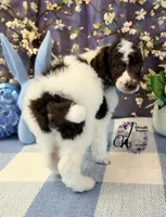 Noble, a male Poodle - Standard  for sale in Bristol, VA – Photo 6 of 10