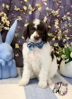 Noble, a male Poodle - Standard  for sale in Bristol, VA – Photo 10 of 10