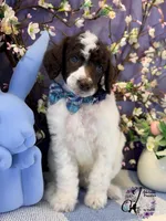 Noble, a male Poodle - Standard  for sale in Bristol, VA – Photo 9 of 10