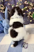 Noble, a male Poodle - Standard  for sale in Bristol, VA – Photo 4 of 10