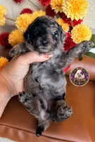 Apple, a female Poodle - Toy  and Poodle - Miniature  for sale in Bristol, VA – 4 of 10