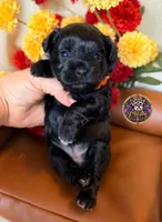 Faith, a female Miniature Schnauzer for sale in Bristol, VA – 8 of 10