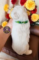 Peace, a male Miniature Schnauzer for sale in Bristol, VA – 6 of 10
