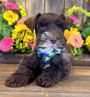Bud, a male Miniature Schnauzer for sale in Bristol, VA – 3 of 10