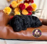 Hershey, a male Poodle - Toy  and Poodle - Miniature  for sale in Bristol, VA – 8 of 10