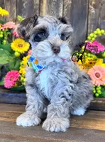 Dusty , a male Miniature Schnauzer for sale in Bristol, VA – 7 of 10