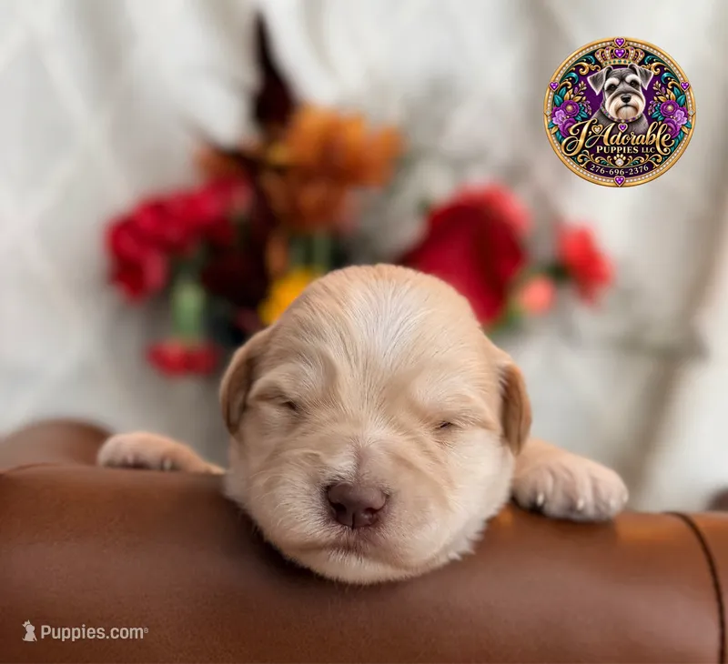 Augustus – Miniature Schnauzer puppy for sale in Bristol, VA
