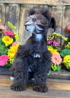 Bud, a male Miniature Schnauzer for sale in Bristol, VA – 5 of 10