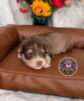Martha May, a female Miniature Schnauzer for sale in Bristol, VA – 3 of 10
