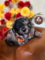 Apple, a female Poodle - Toy  and Poodle - Miniature  for sale in Bristol, VA – 2 of 10