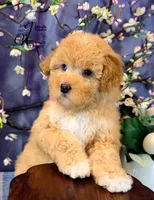 Midge, a female Border Collie and Poodle - Miniature  for sale in Bristol, VA – Photo 6 of 10