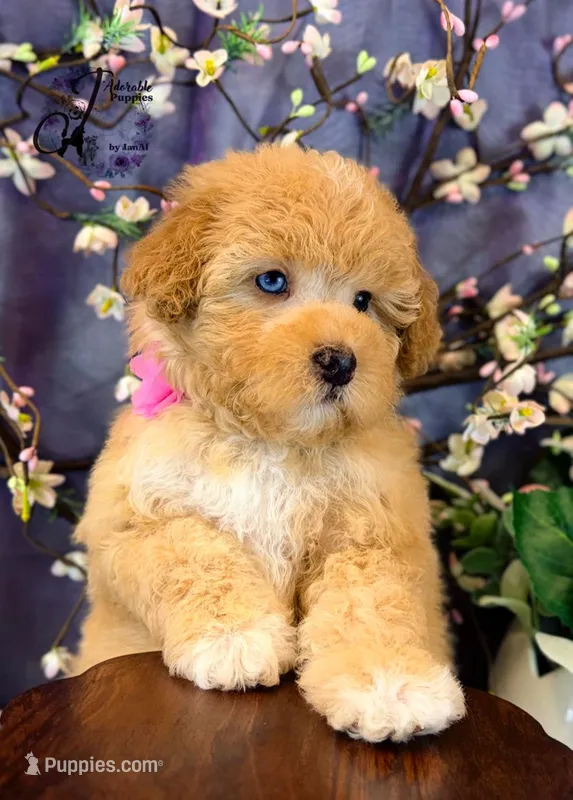 Midge – Border Collie, Poodle - Miniature  puppy for sale in Bristol, VA