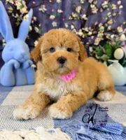 Midge, a female Border Collie and Poodle - Miniature  for sale in Bristol, VA – Photo 4 of 10