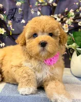 Midge, a female Border Collie and Poodle - Miniature  for sale in Bristol, VA – Photo 10 of 10