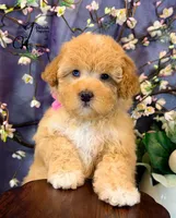 Midge, a female Border Collie and Poodle - Miniature  for sale in Bristol, VA – Photo 2 of 10