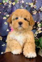 Midge, a female Border Collie and Poodle - Miniature  for sale in Bristol, VA – Photo 5 of 10