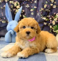 Midge, a female Border Collie and Poodle - Miniature  for sale in Bristol, VA – Photo 9 of 10