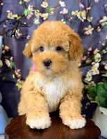 Midge, a female Border Collie and Poodle - Miniature  for sale in Bristol, VA – Photo 7 of 10