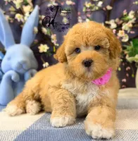 Midge, a female Border Collie and Poodle - Miniature  for sale in Bristol, VA – Photo 8 of 10