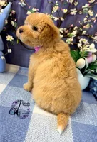 Midge, a female Border Collie and Poodle - Miniature  for sale in Bristol, VA – Photo 3 of 10