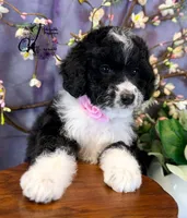 Tess, a female Bordoodle for sale in Bristol, VA – 3 of 10