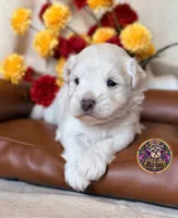 Peace, a male Miniature Schnauzer for sale in Bristol, VA – 2 of 10