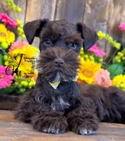 Ledger, a male Miniature Schnauzer for sale in Bristol, VA – 4 of 10