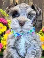 Dusty , a male Miniature Schnauzer for sale in Bristol, VA – 5 of 10