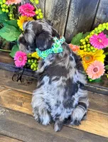 Dakota, a male Miniature Schnauzer for sale in Bristol, VA – 3 of 10
