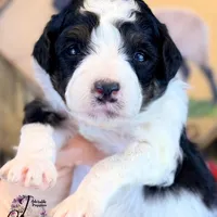 Fern, a female Bordoodle for sale in Bristol, VA – Photo 6 of 10