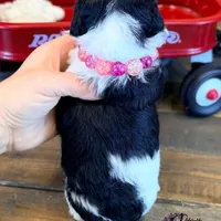 Fern, a female Bordoodle for sale in Bristol, VA – Photo 5 of 10