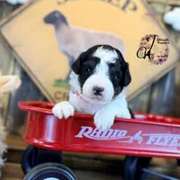 Fern, a female Bordoodle for sale in Bristol, VA – Photo 2 of 10